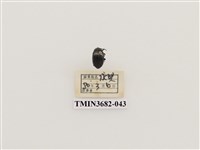 藏品(鞘翅目(2))的圖片